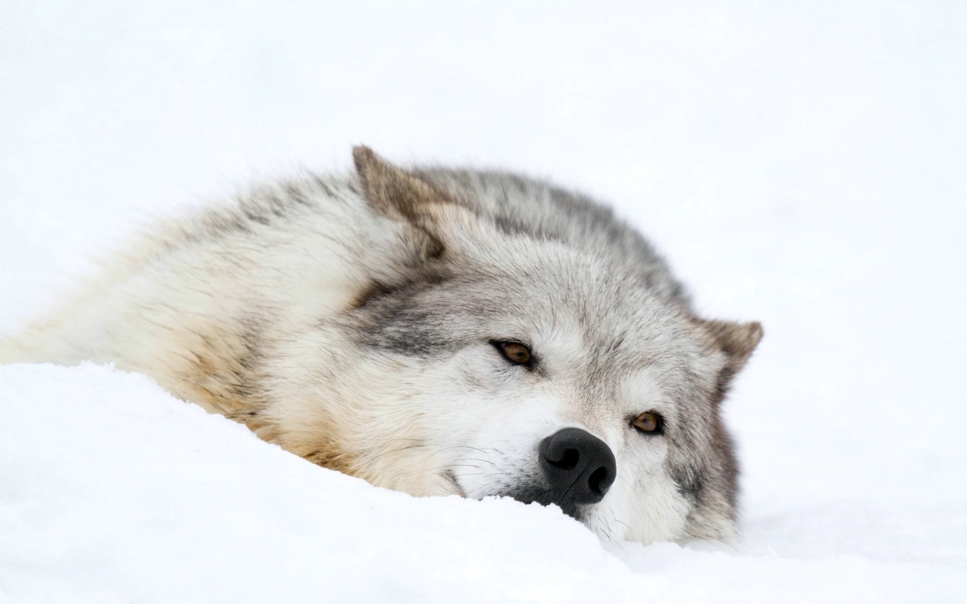 Snow Wolf Wallpaper