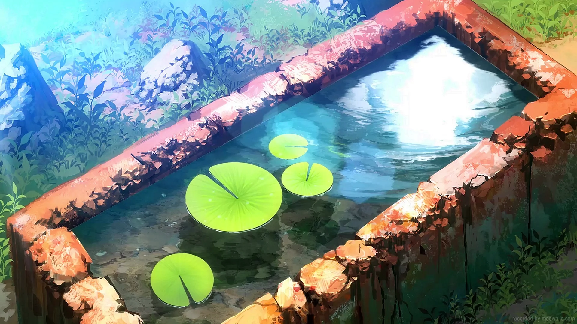 Solitary Lotus Pond Wallpaper