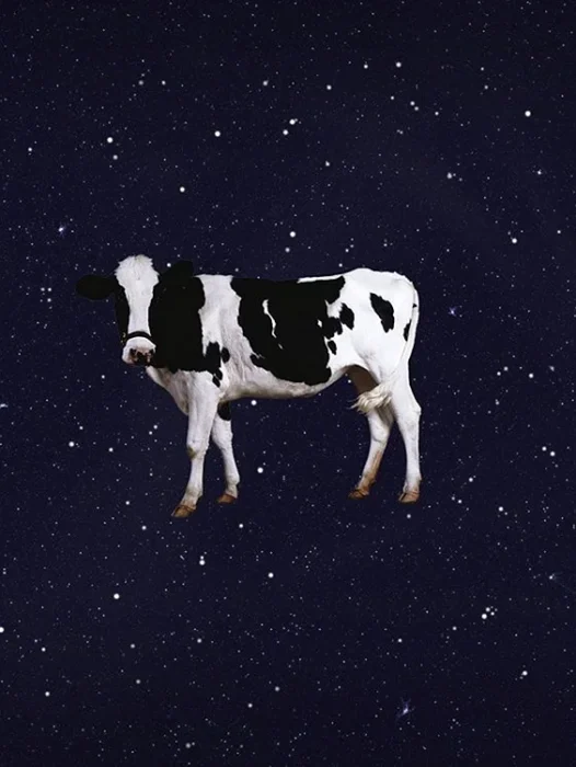 Spaceship Cow Wallpaper