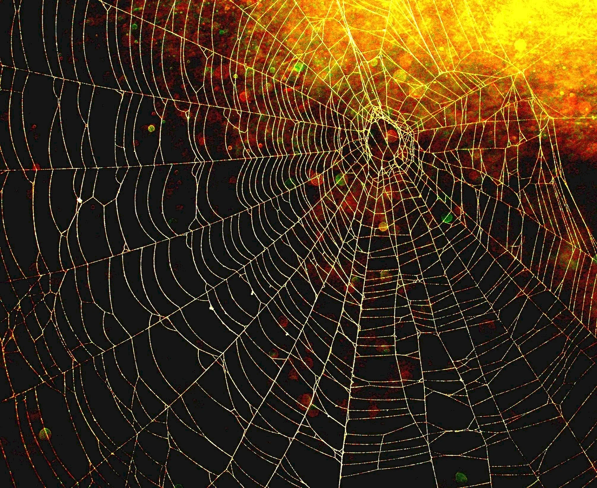 Spider Web Wallpaper