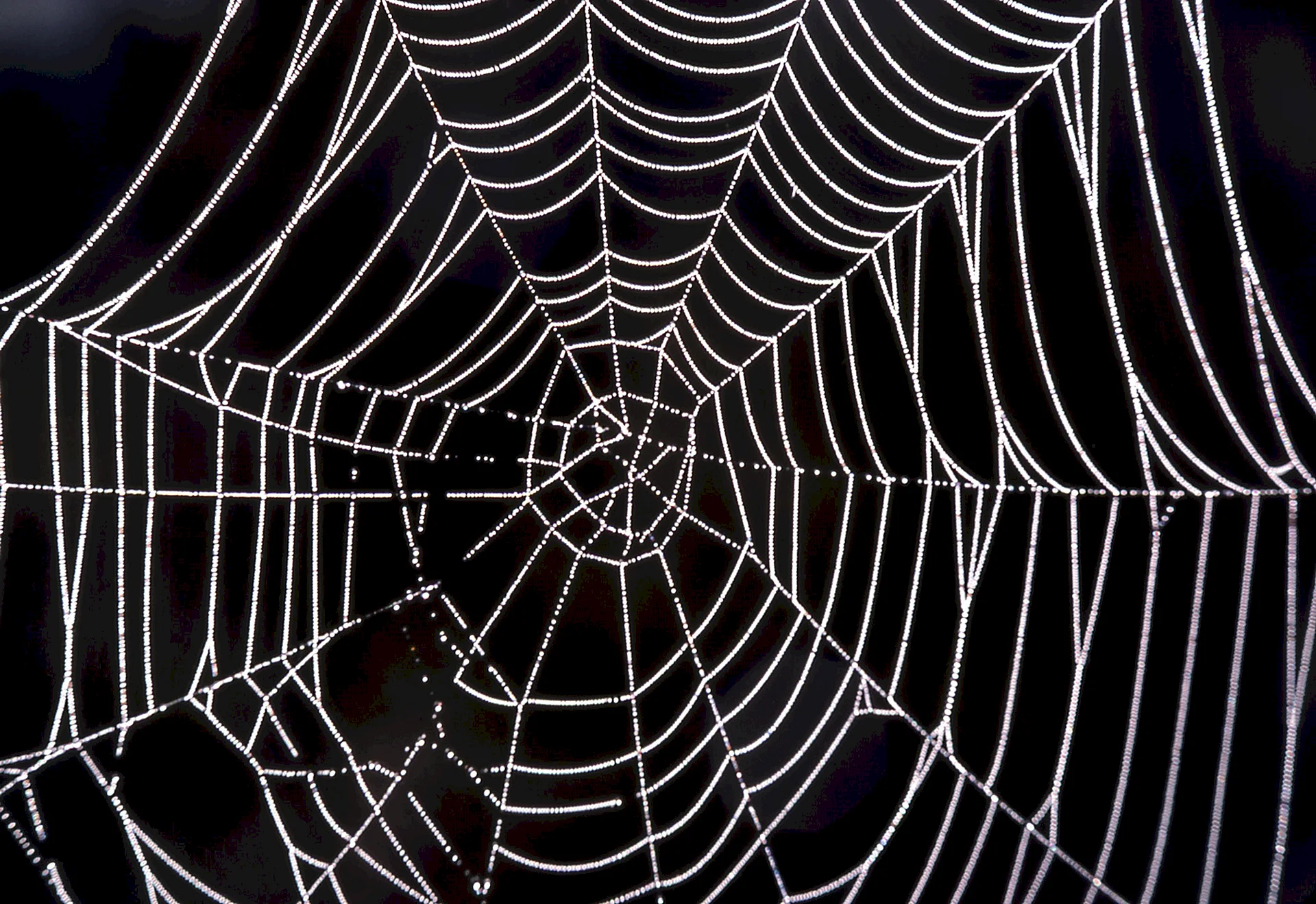 Spider Web Wallpaper