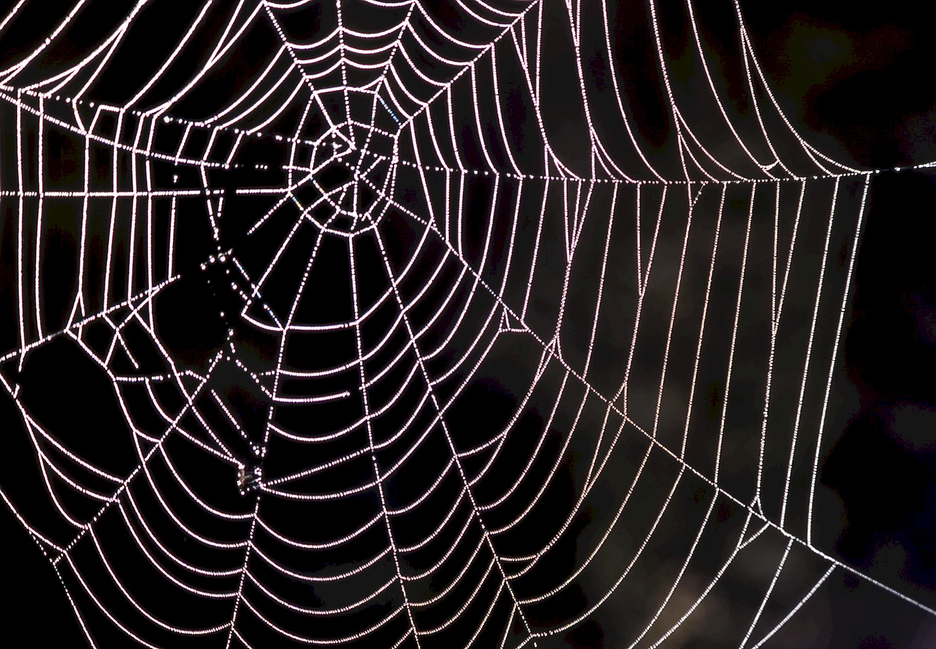 Spider Web Wallpaper