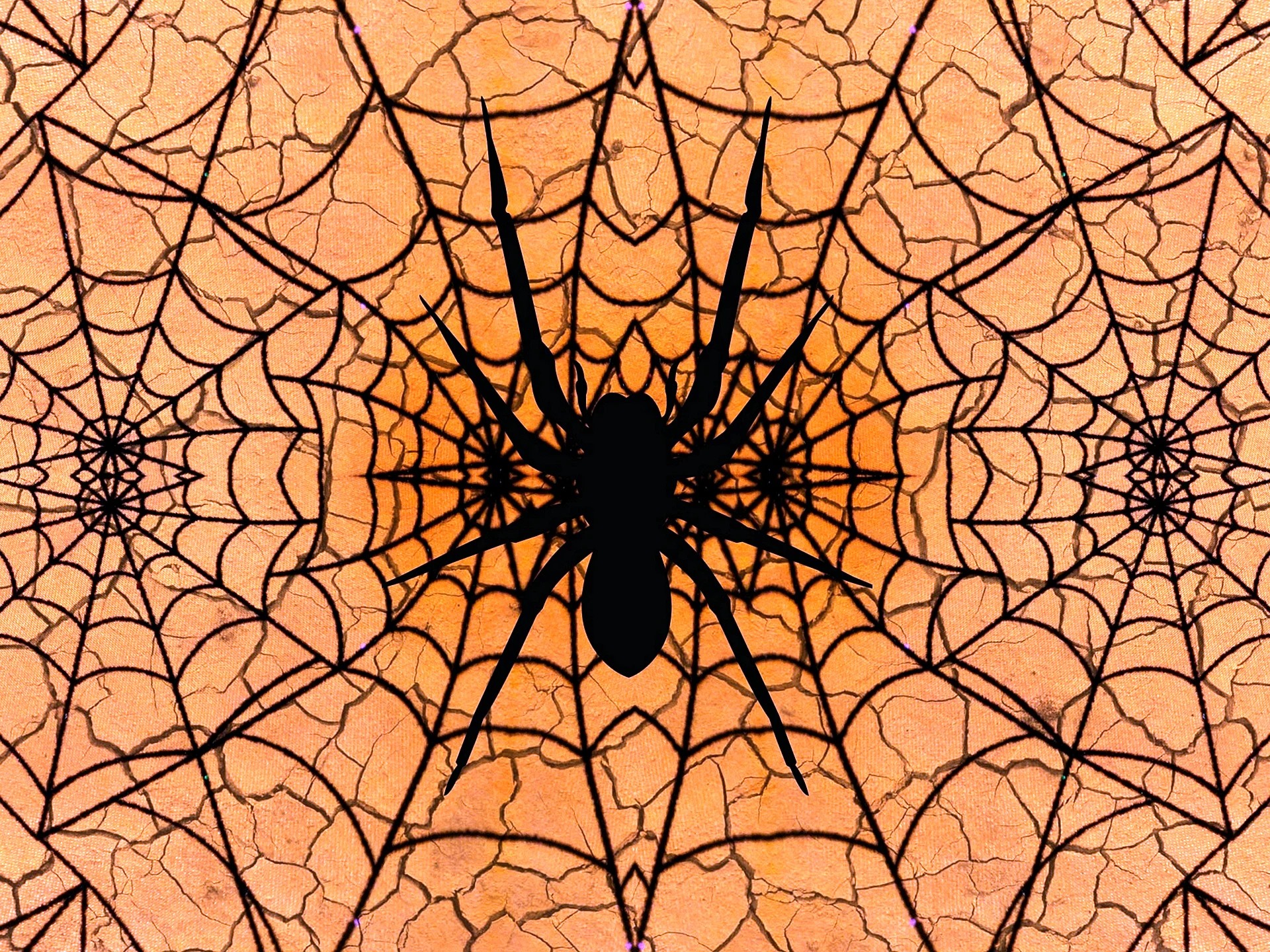 Spider Web Wallpaper