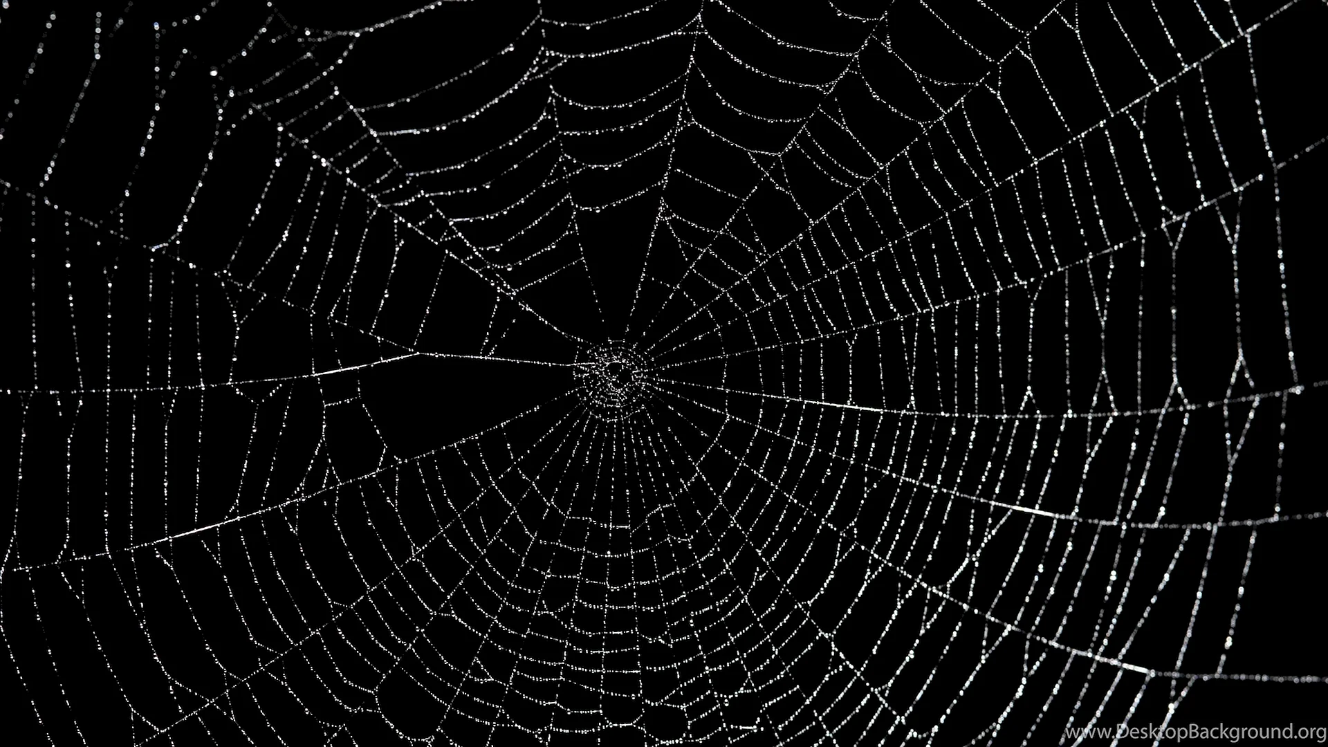 Spider Web Wallpaper