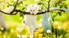 Spring Cat Wallpaper