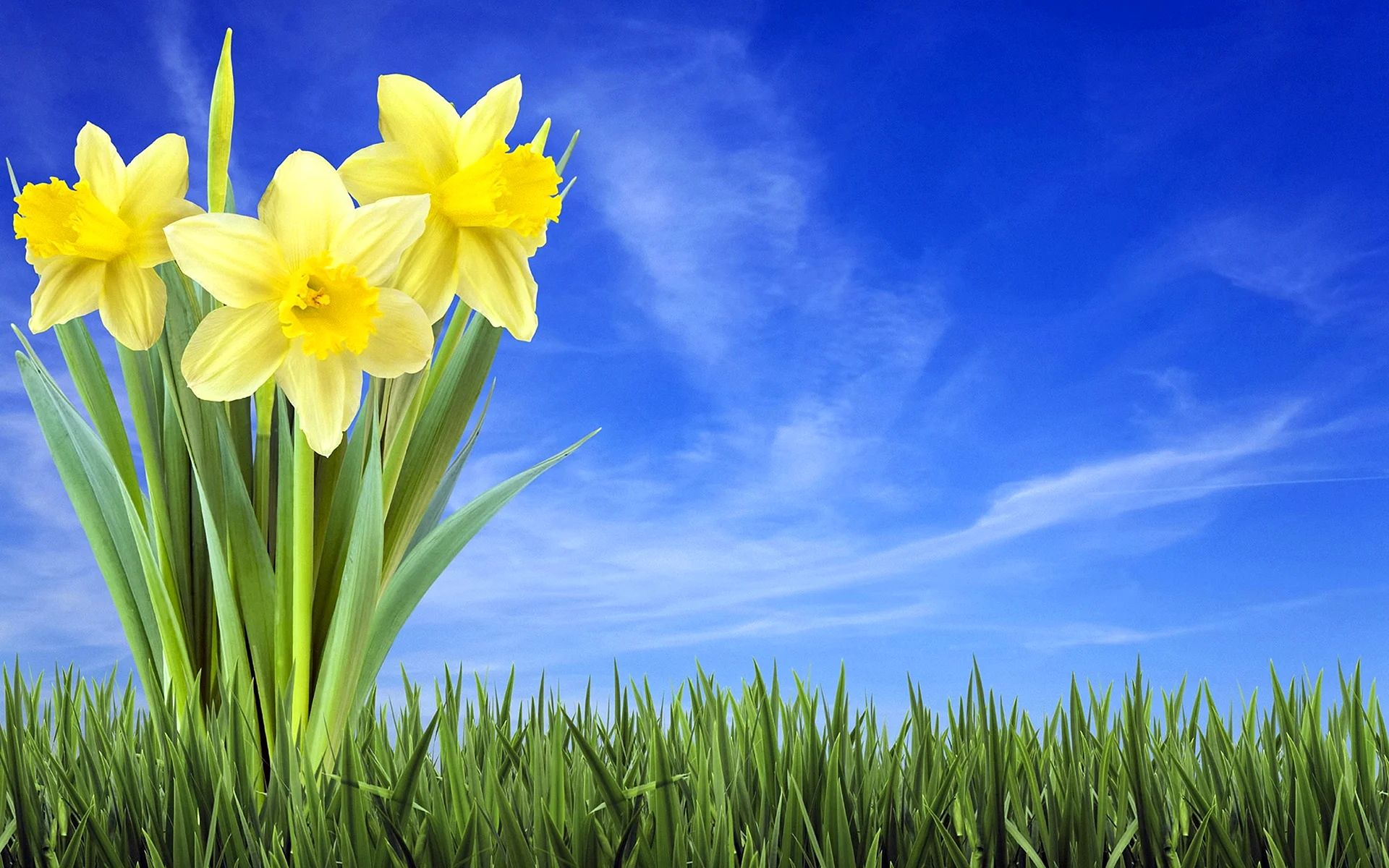 Spring Flowers Wallpaper