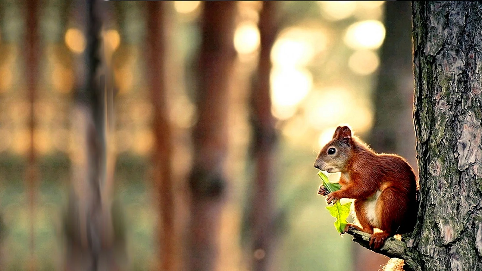 Squirrel Wallpaper