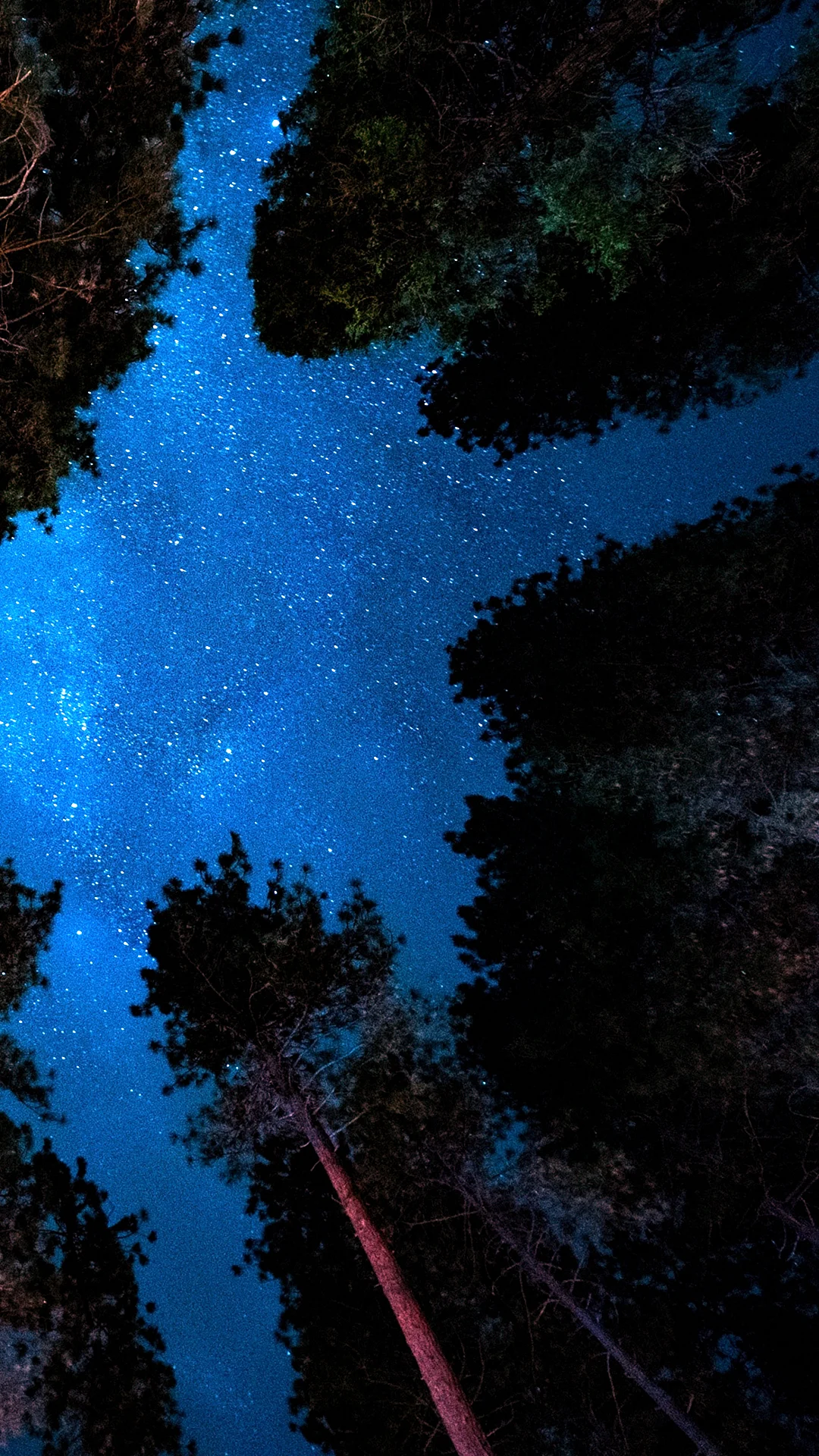 Stars In The Forest Night Wallpaper For iPhone