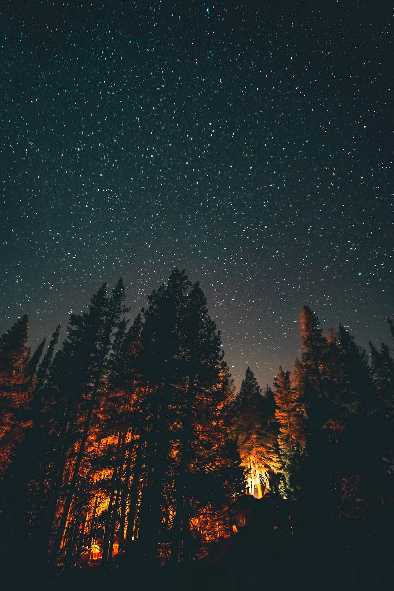 Stars In The Forest Night Wallpaper For iPhone