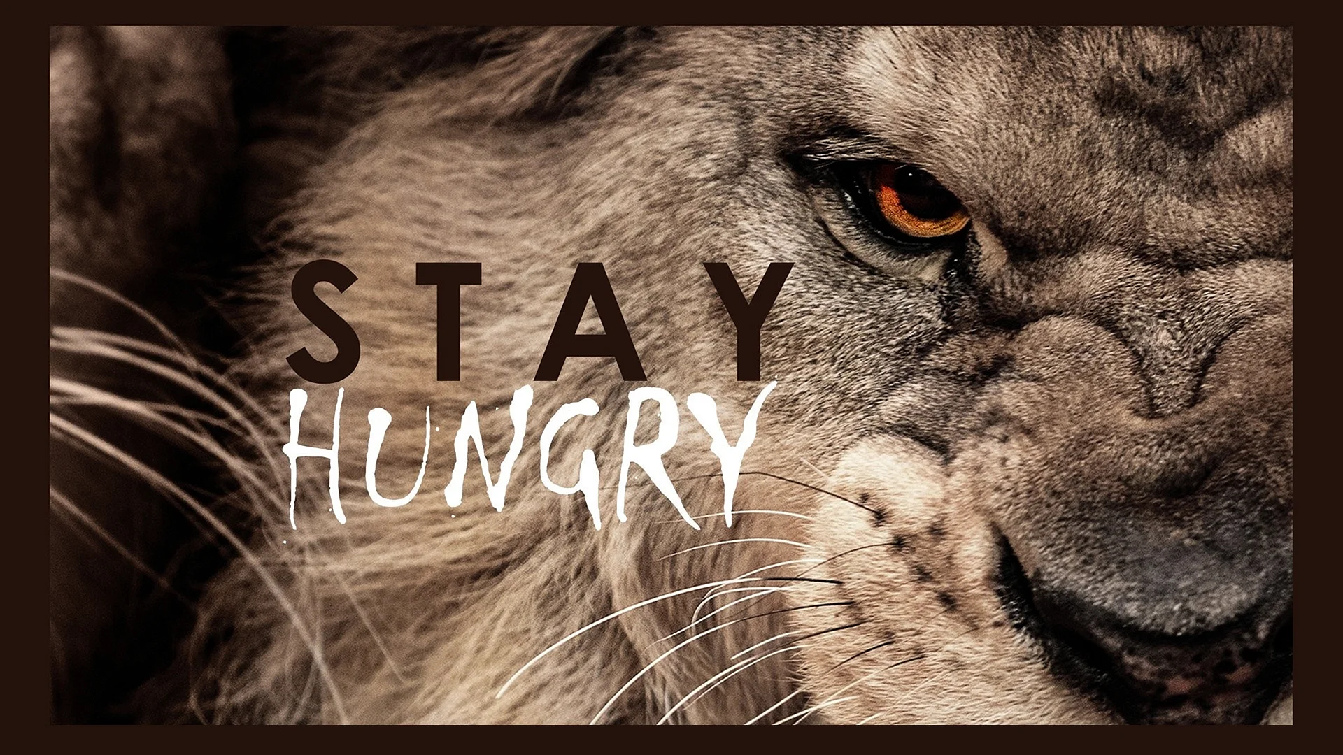 Stay Hungry Lion Wallpaper