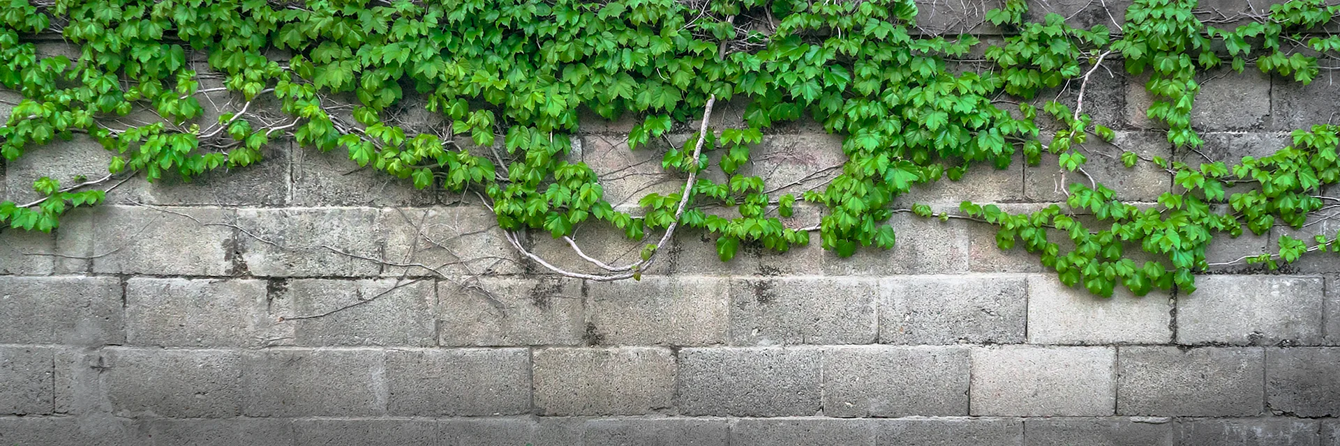 Stone Wall With Green Grass Wallpaper