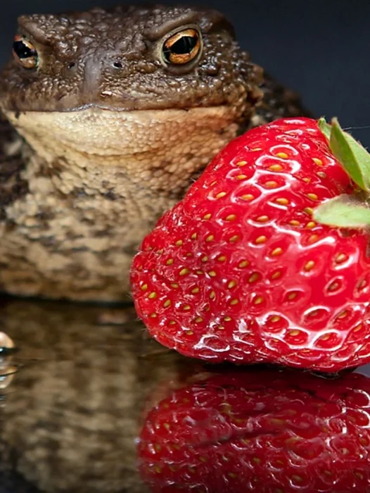 Strawberry Frog Wallpaper