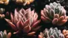 Succulent Wallpaper For iPhone