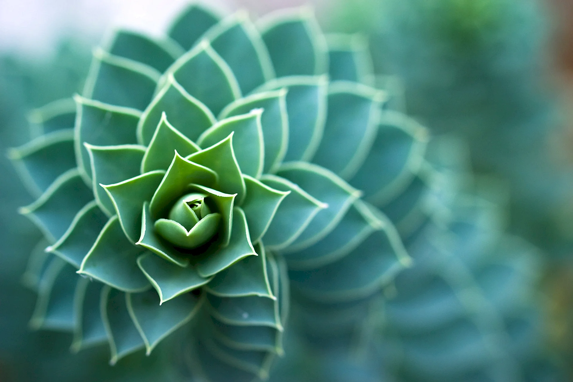 Succulents Green Wallpaper