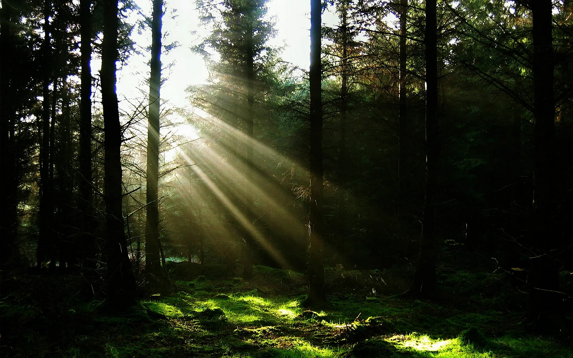 Sun Rays In The Forest Wallpaper