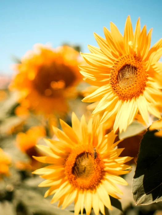 Sunflower Wallpaper For iPhone