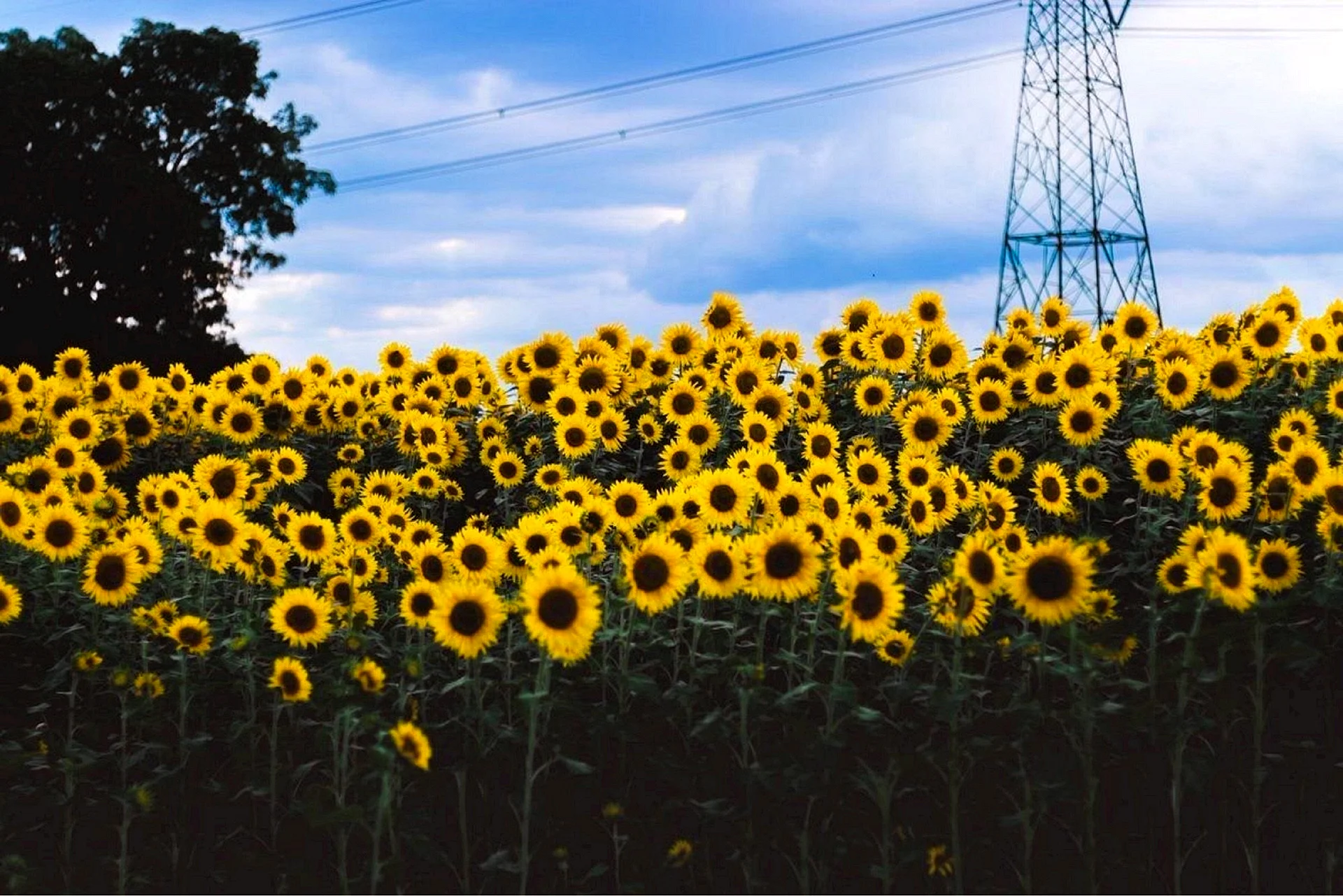 Sunflower 2020 Wallpaper