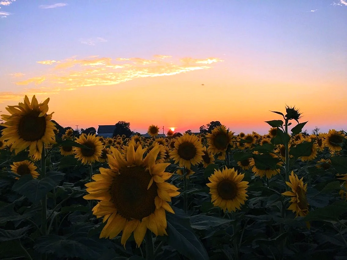 Sunflower Aesthetic Wallpaper