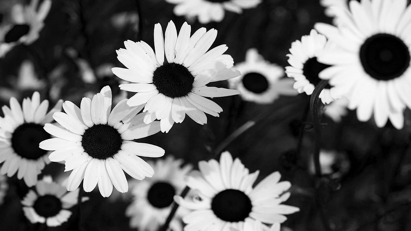 Sunflower Black and White Wallpaper