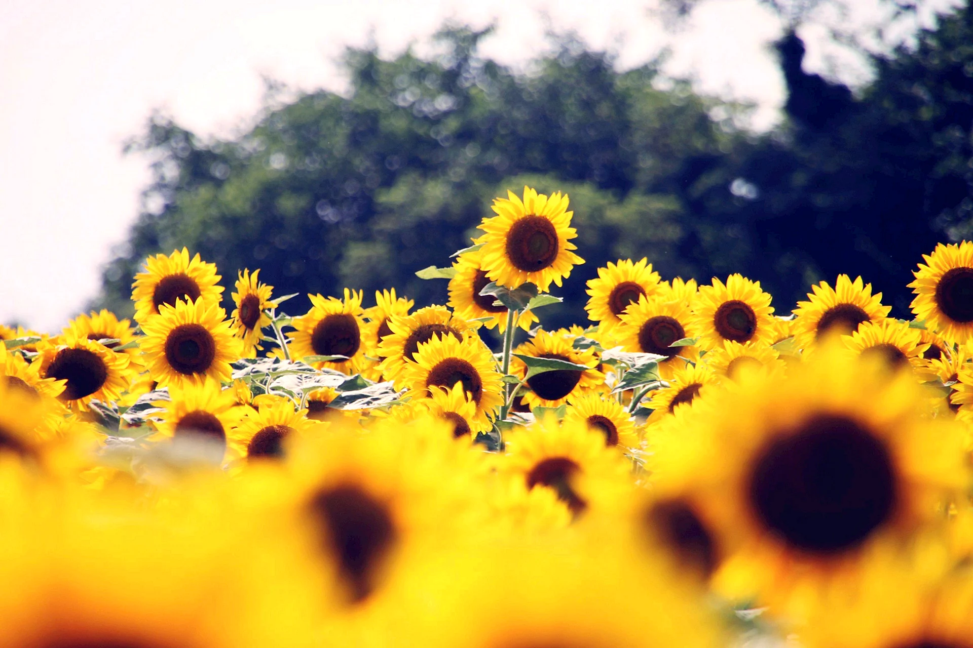 Sunflower HD Wallpaper