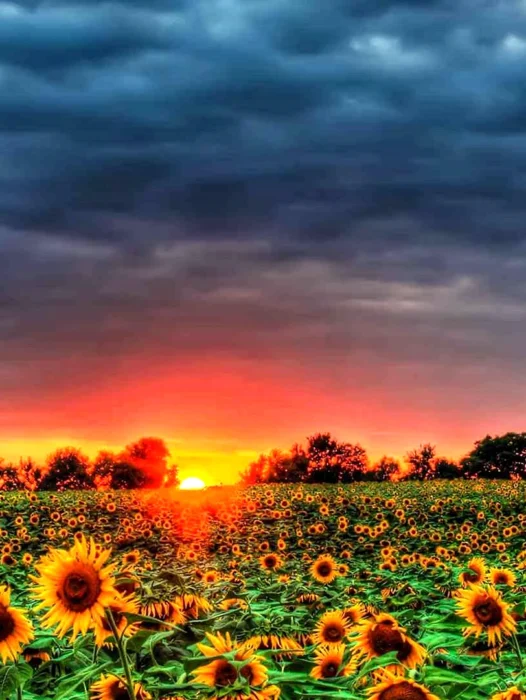 Sunflower Landscape Wallpaper