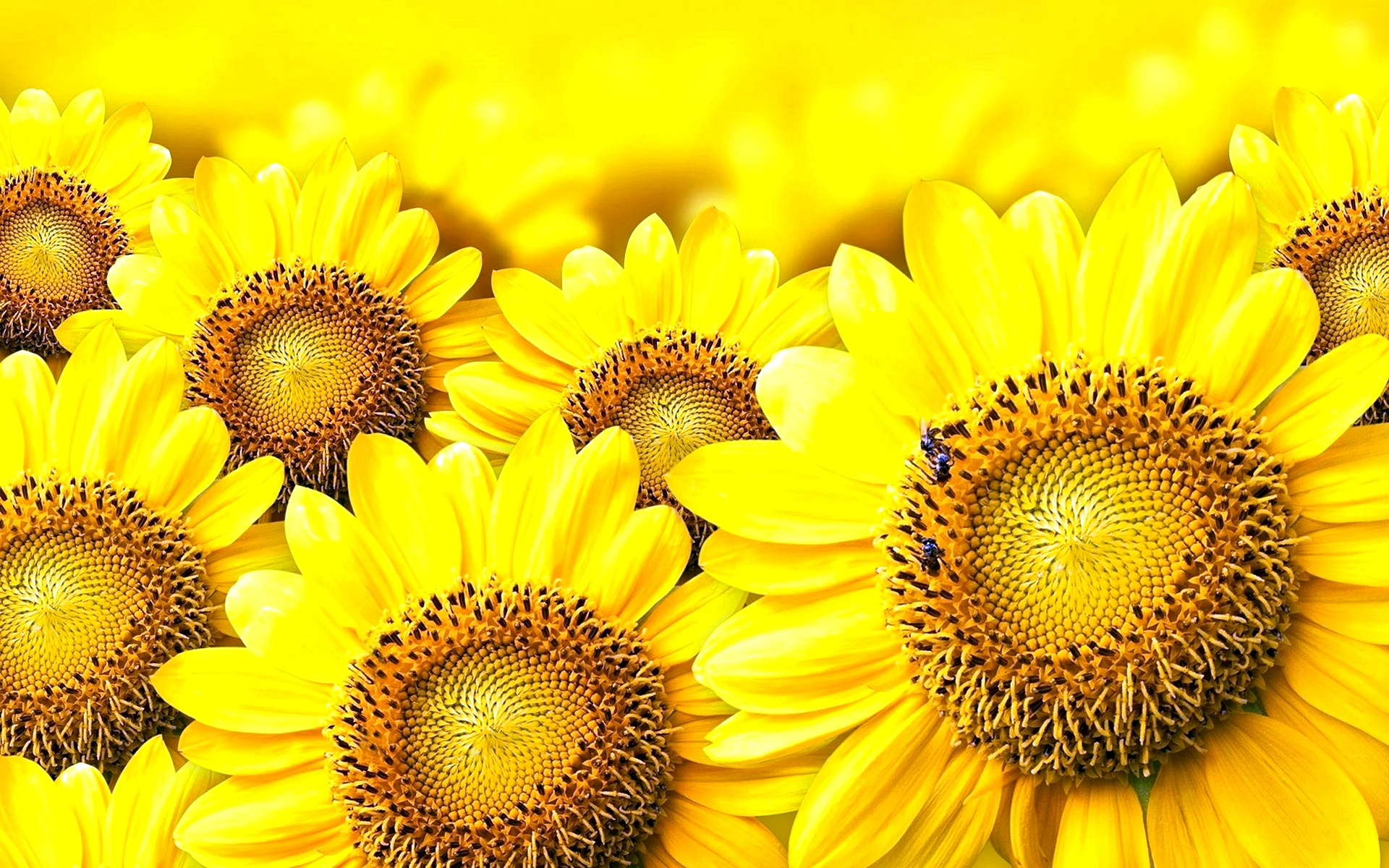 Sunflowers Wallpaper