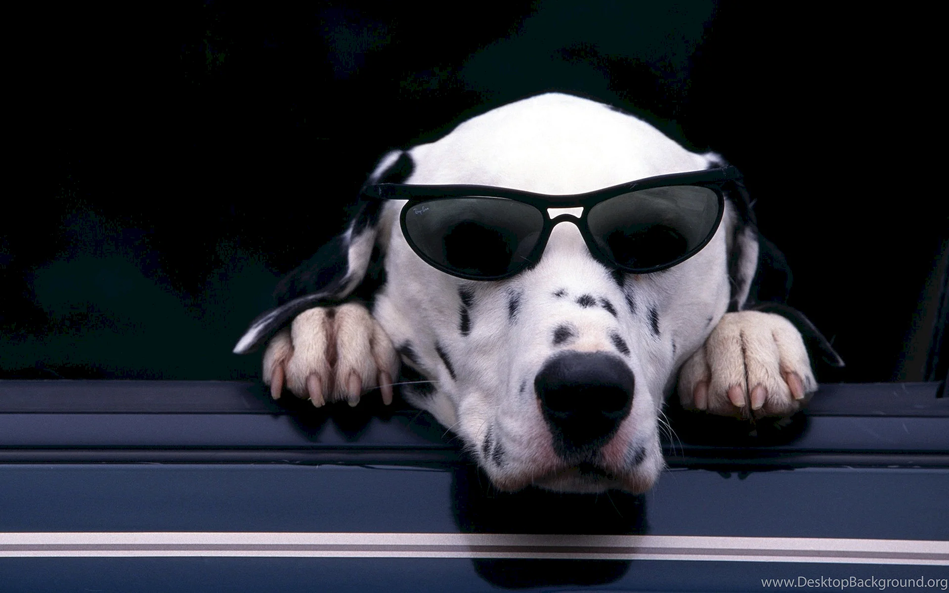 Sunglasses Dog Wallpaper