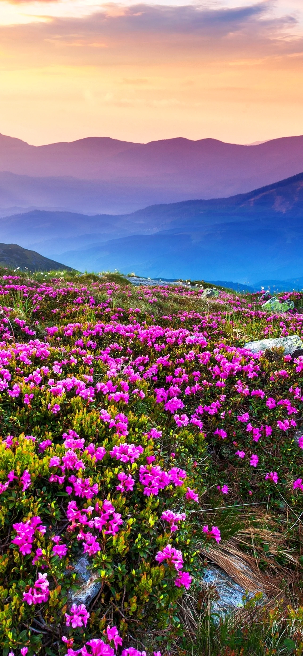 Sunrise over gorgeous Mountain Flowers Wallpaper for iPhone 14 Plus