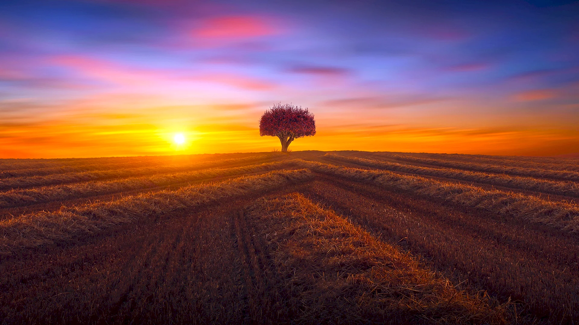 Sunset In The Field Wallpaper