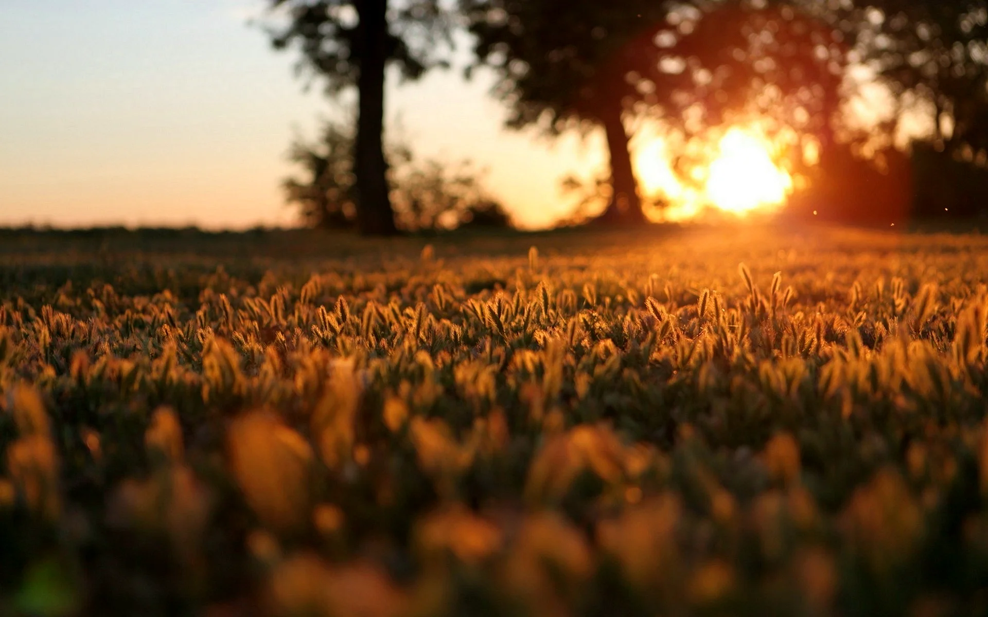 Sunset In The Field Wallpaper