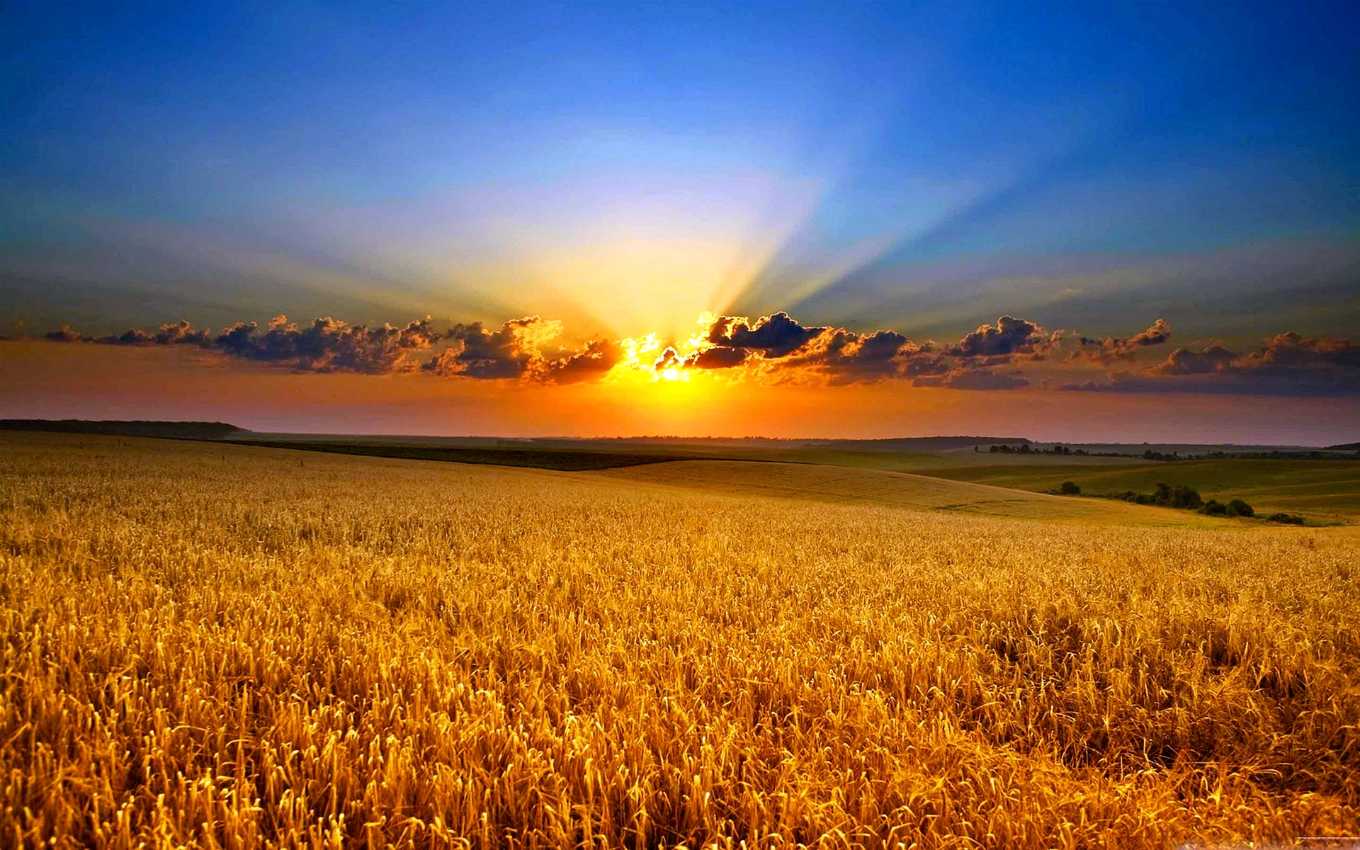 Sunset In The Field Wallpaper