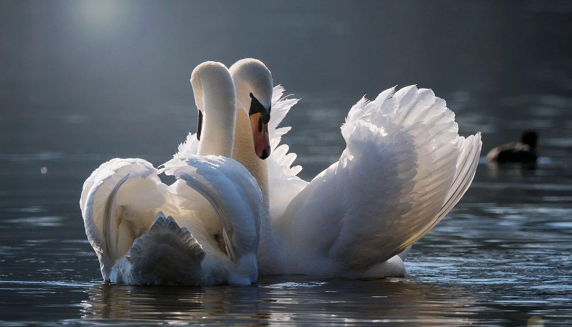 Swan Love Wallpaper