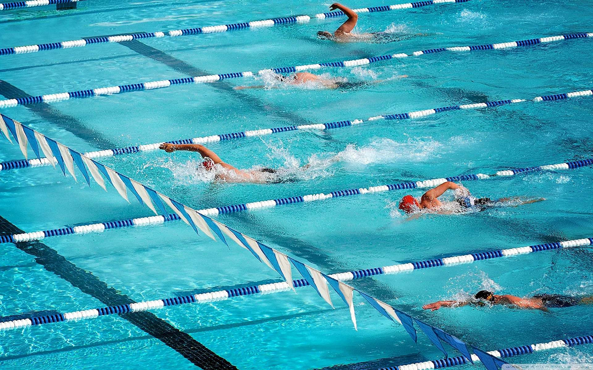 Swimming Wallpaper