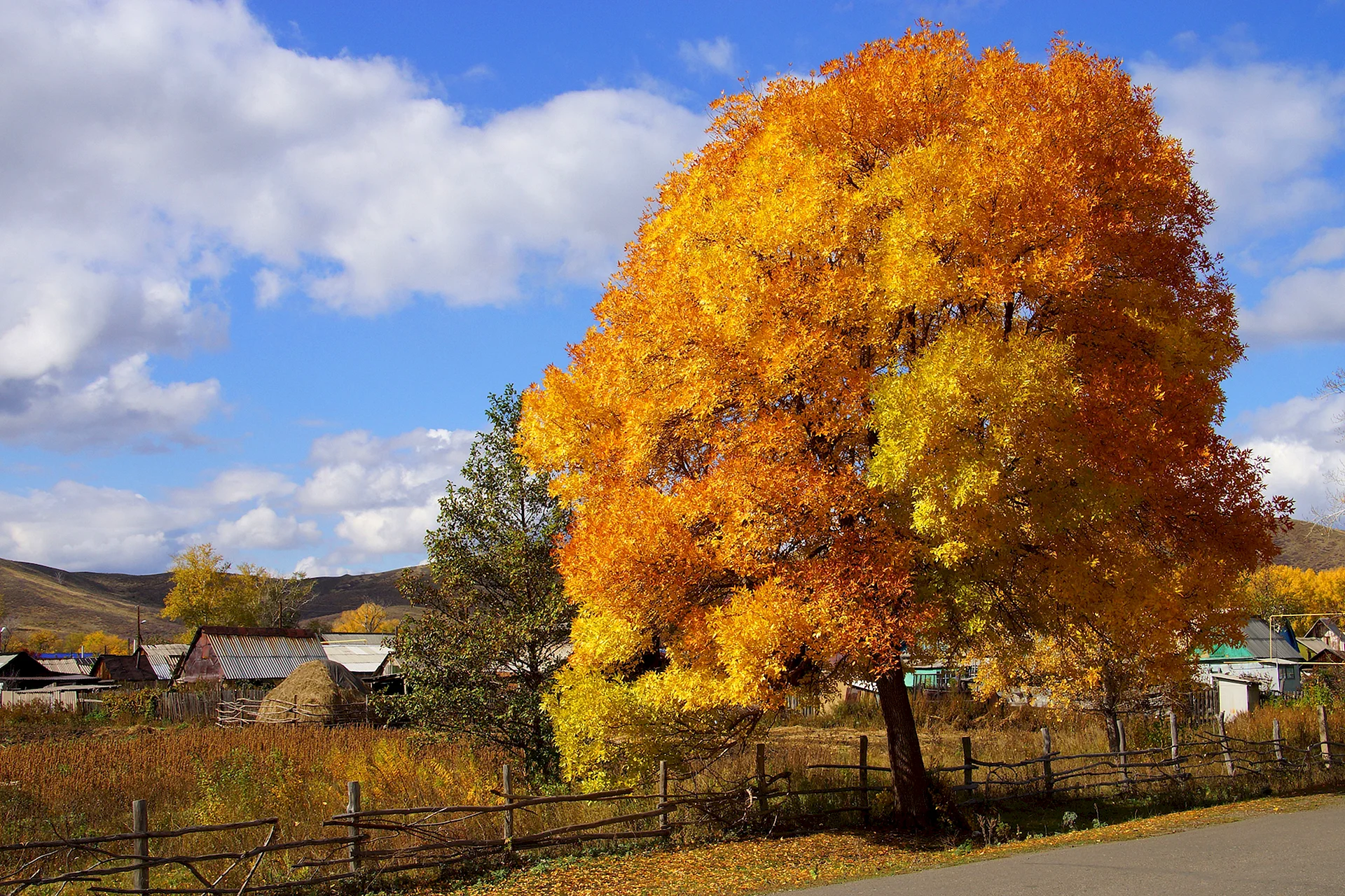 Sycamore Tree Autumn Wallpaper