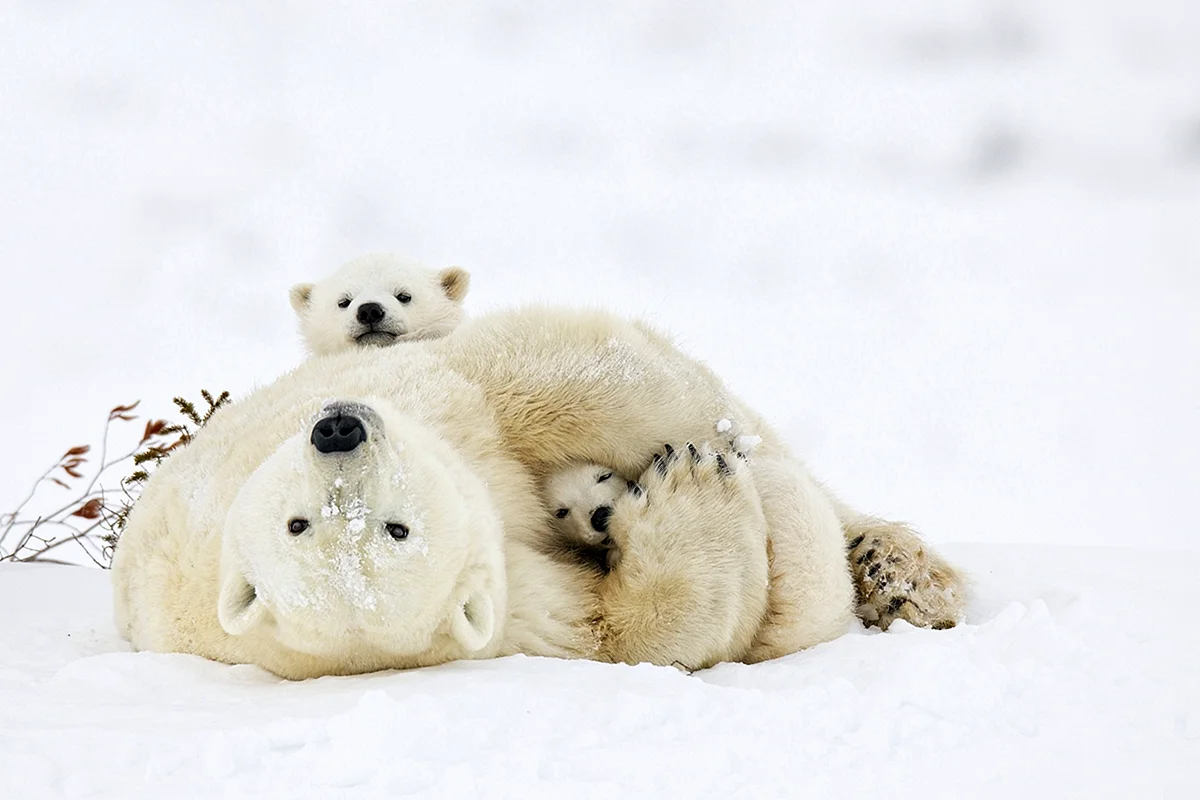 Teddy Polar Bear National Geographic Wallpaper