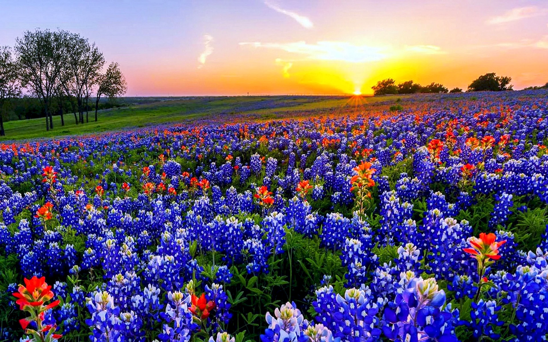 Texas Bluebonnet Wallpaper