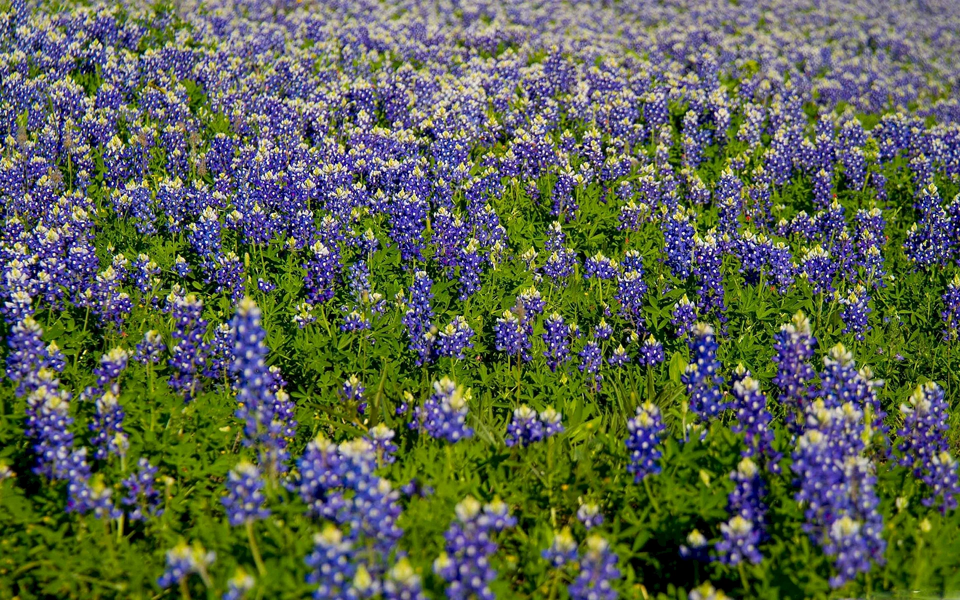 Texas Bluebonnets Wallpaper