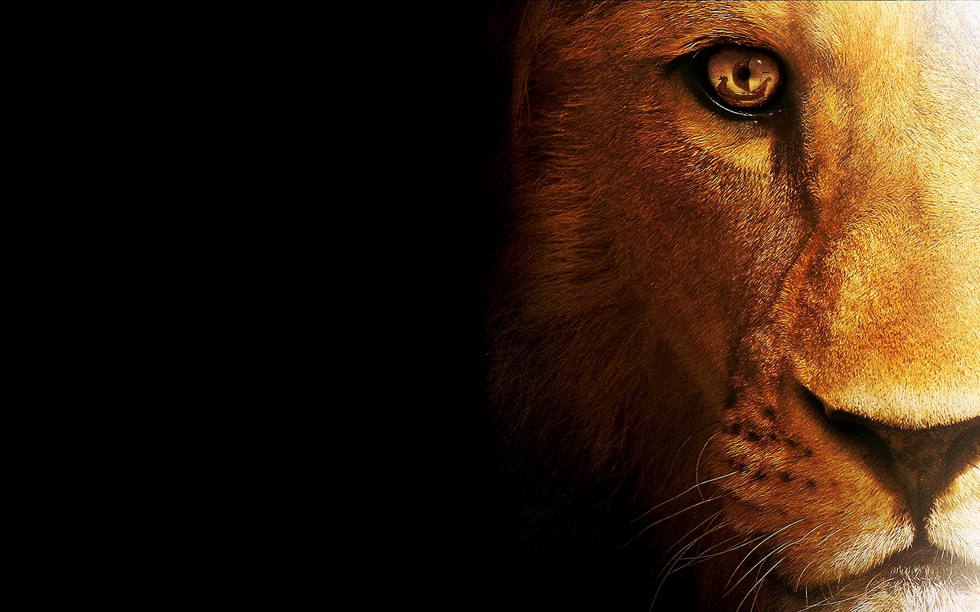 The Lion King 2019 Wallpaper
