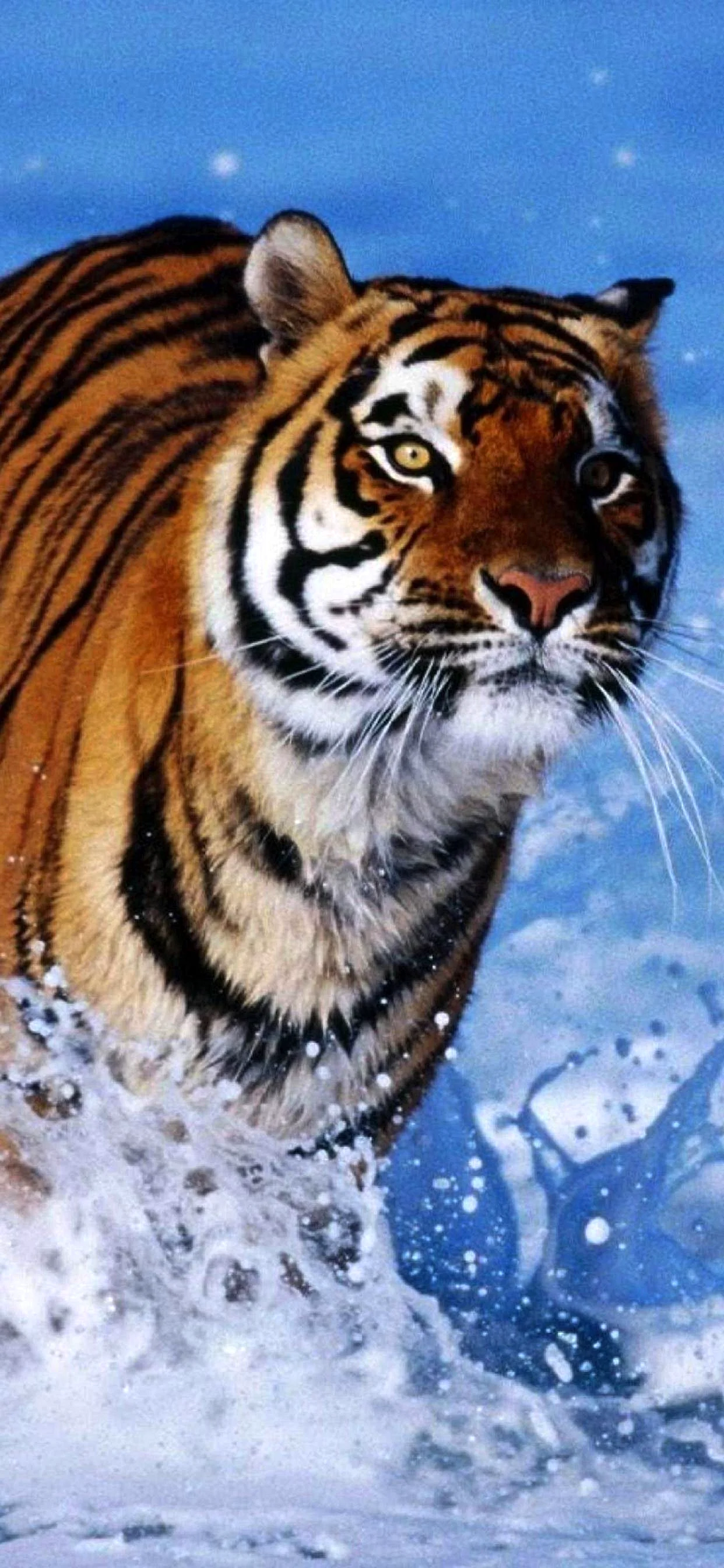 Tiger Wallpaper for iPhone 11 Pro Max