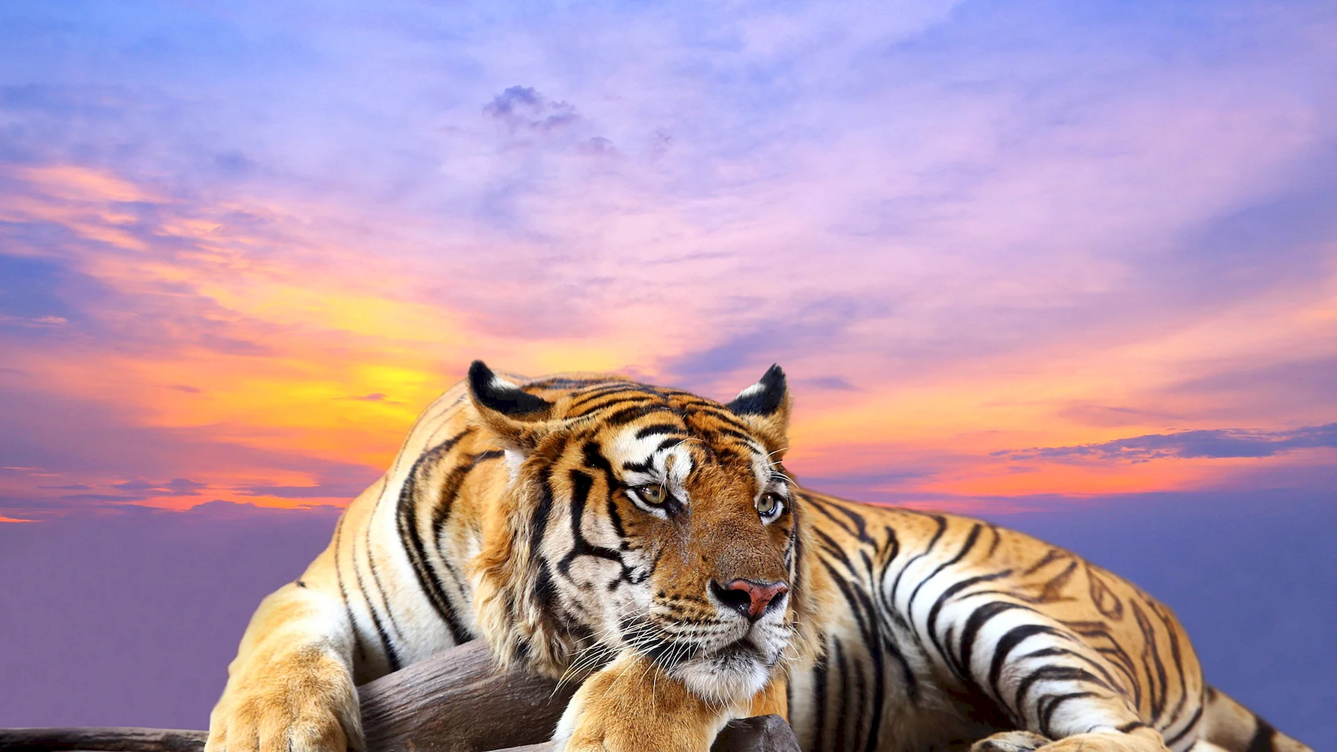 Tiger 8k Wallpaper