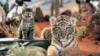 Tiger Cat Wallpaper