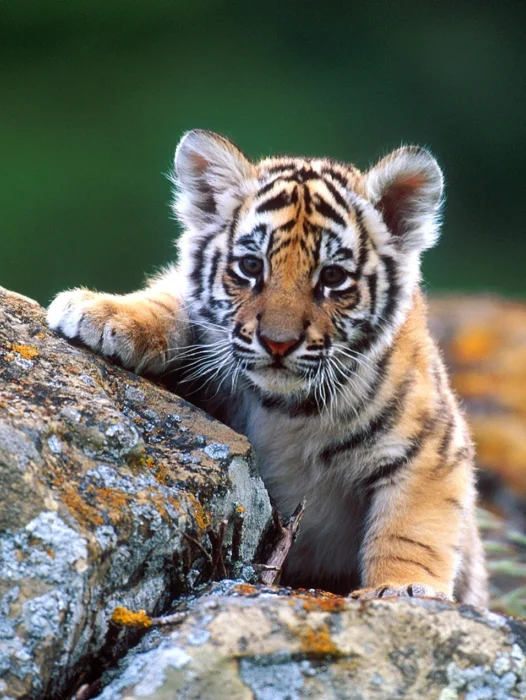 Tiger Cub Wallpaper