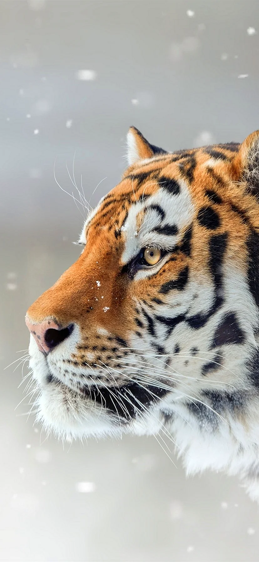 Tiger Full HD Wallpaper for iPhone 11