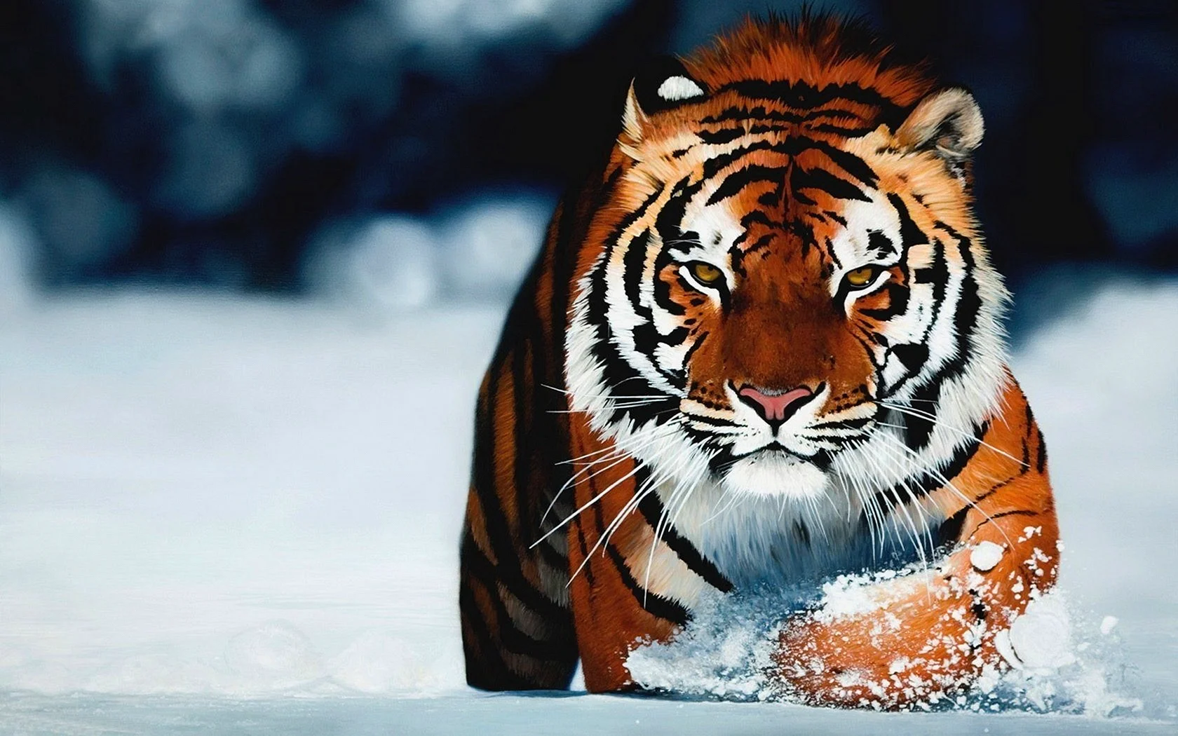 Tiger Full HD Wallpaper