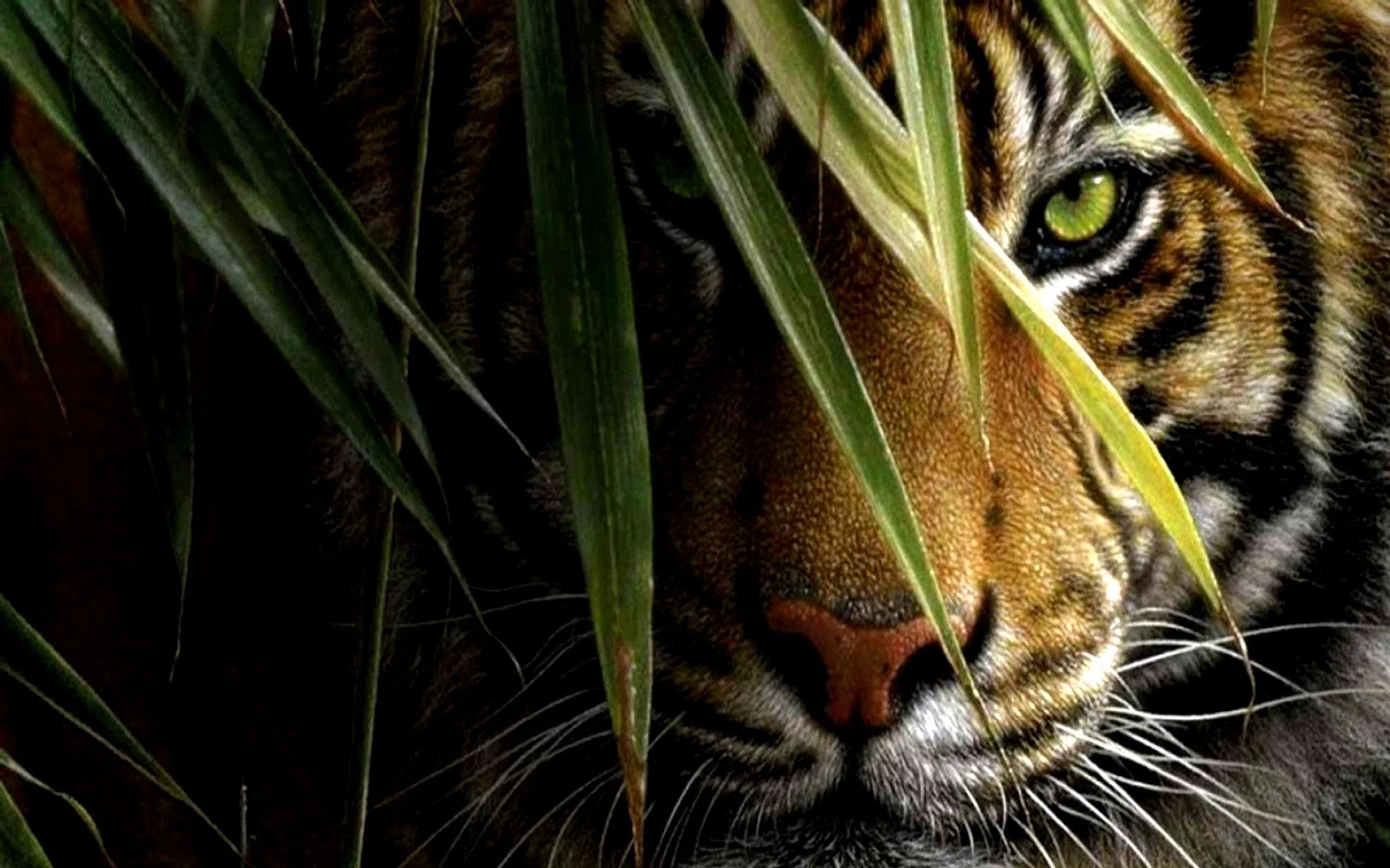 Tiger Full HD Wallpaper