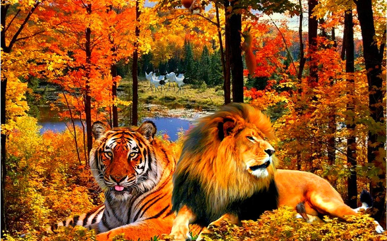 Tiger Lion Wallpaper