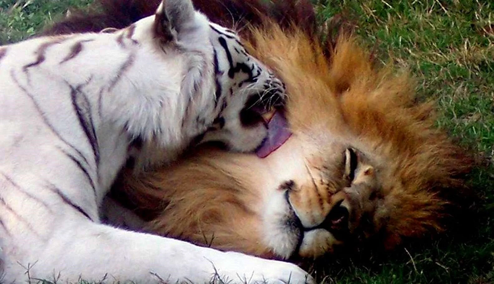 Tiger Lion Mating Wallpaper