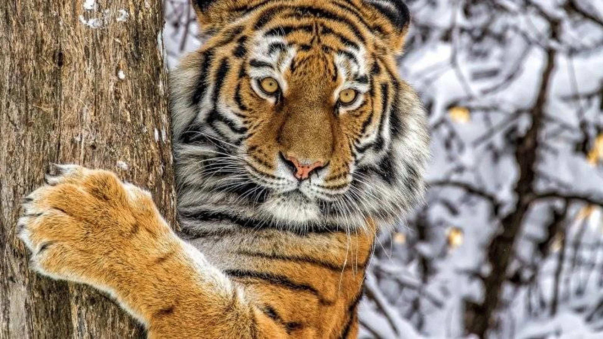 Tiger on Tree Wallpaper