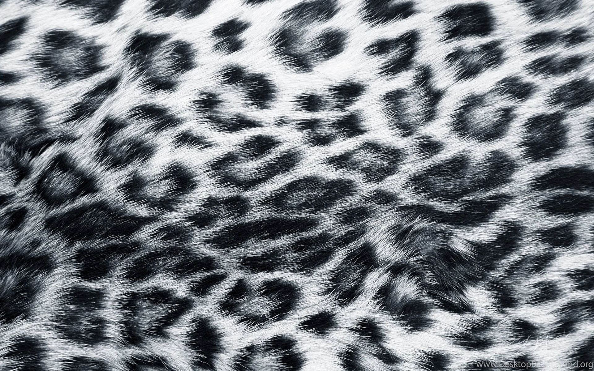 Tiger Skin Leopard Pattern Wallpaper