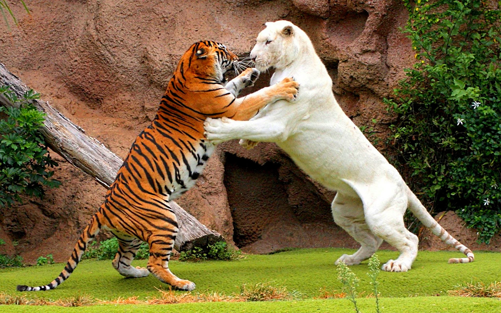 Tiger Vs Tiger Wallpaper